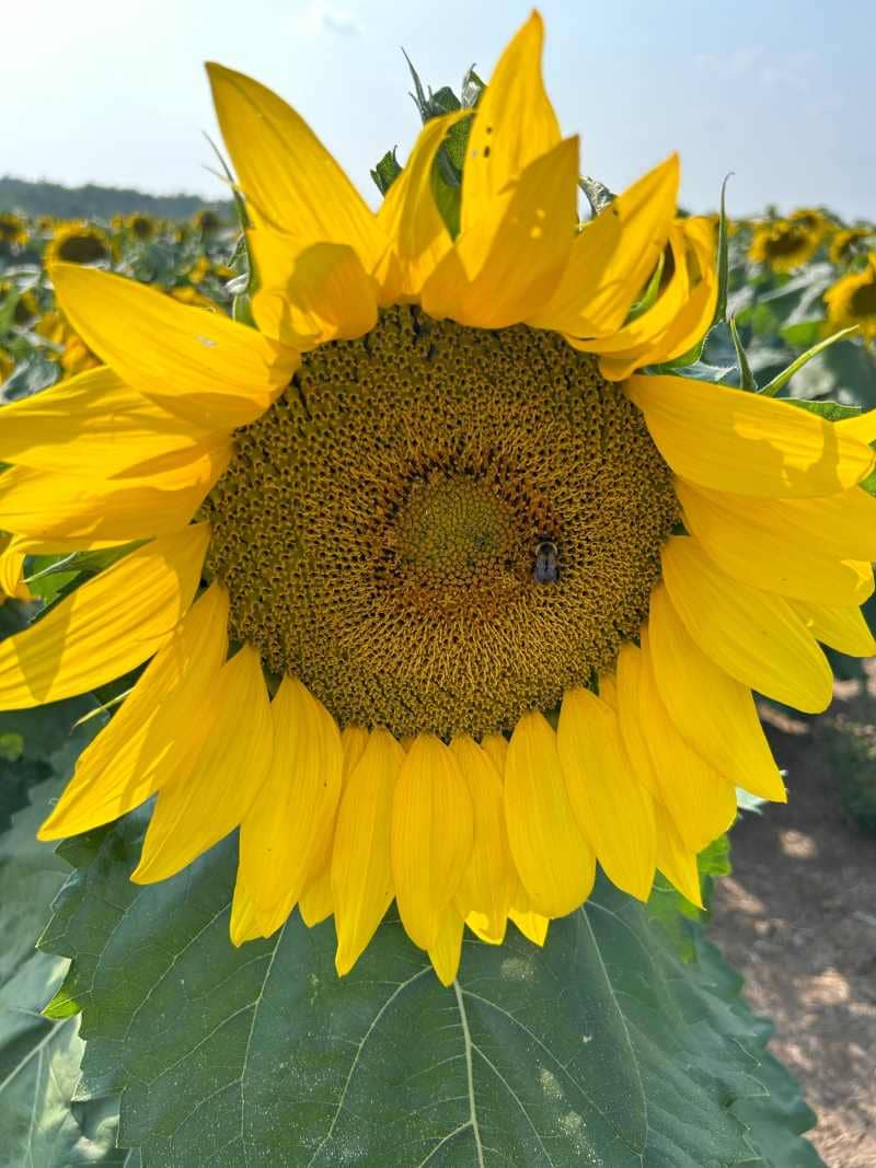 Sunflower with Bee 1
